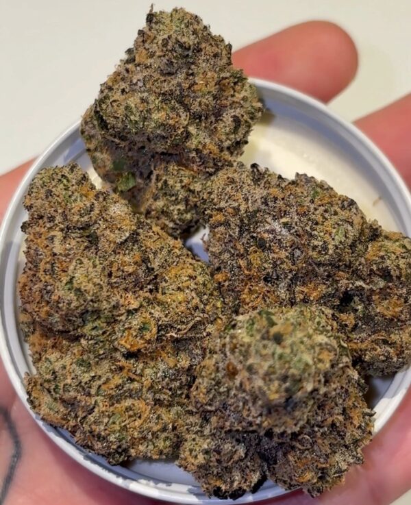 Gruyere Strain by The Loud Alien — Funky Candy Hybrid