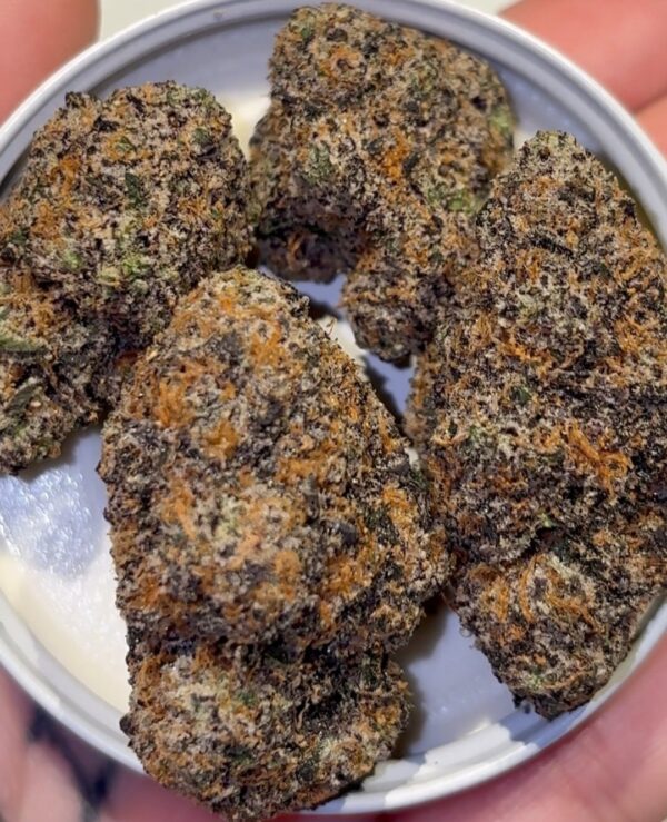 The loud alien: Purple Zkyfish lemon zlusbie x sweet retreat)