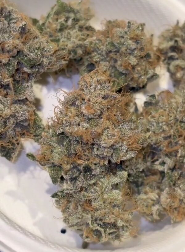 Candito Doughlato strain