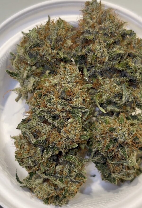 Candito Frizzante hybrid strain