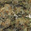 Candito Frizzante hybrid strain