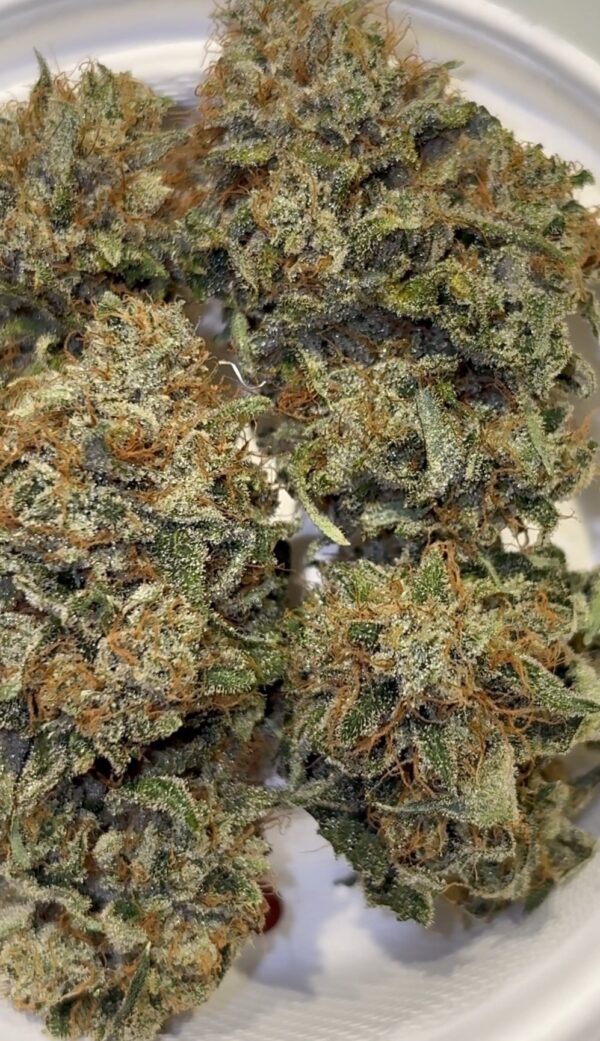 Candito Frizzante hybrid strain