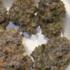 Umami Genetics Grandmas Cookies strain