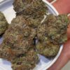 Melon Berry strain nugs with orange pistils and trichomes