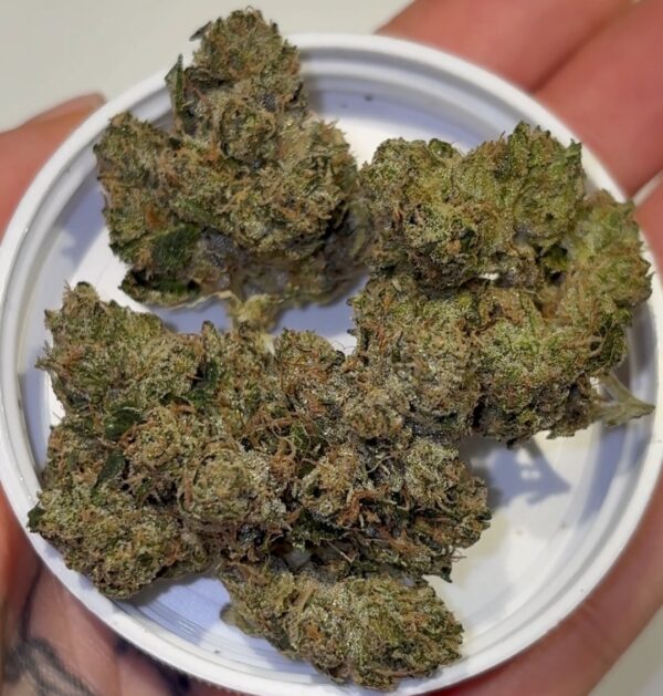 Sureberry strain nugs with orange pistils and heavy trichomes